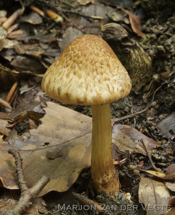 Geurende vezelkop - Inocybe bongardii