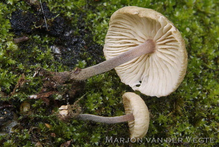 Geurloze collybia - Gymnopus inodorus