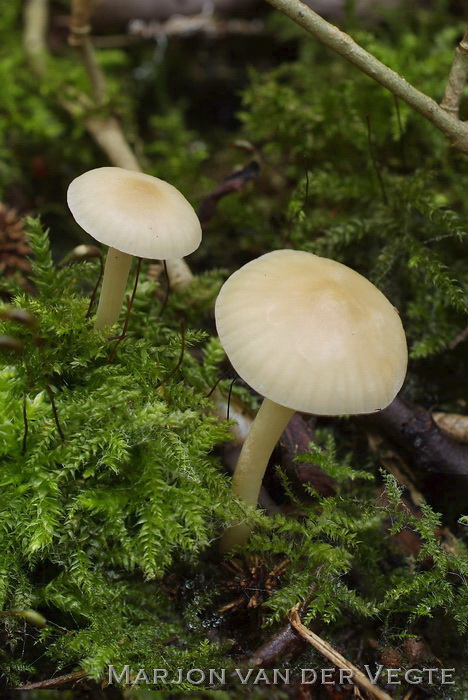 Gevlekt sneeuwzwammetje - Hygrocybe virginea var. fuscescens