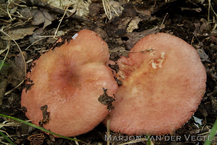 Schotelrussula - Russula velenovskyi