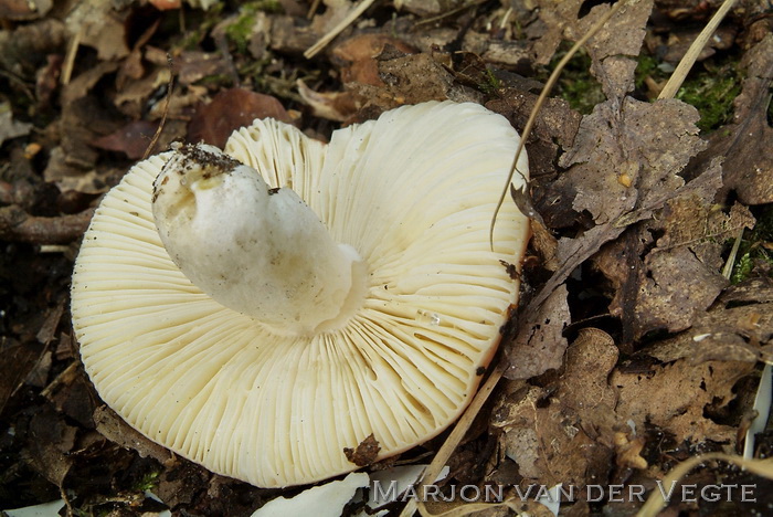 Schotelrussula - Russula velenovskyi