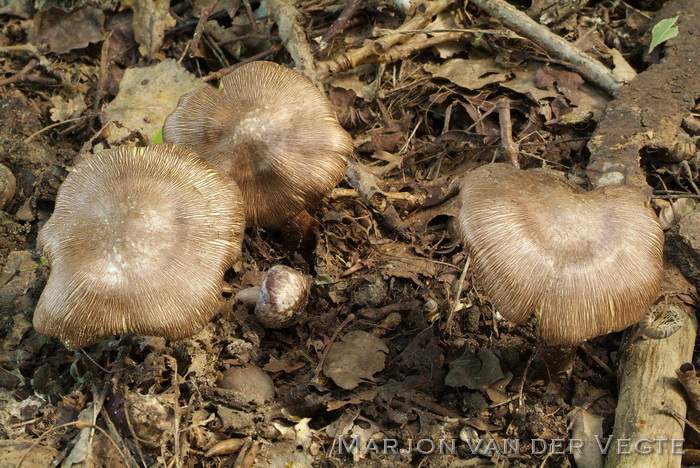 Gevlekte vezelkop - Inocybe maculata