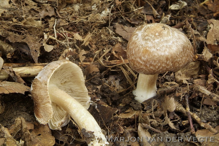 Gevlekte vezelkop - Inocybe maculata