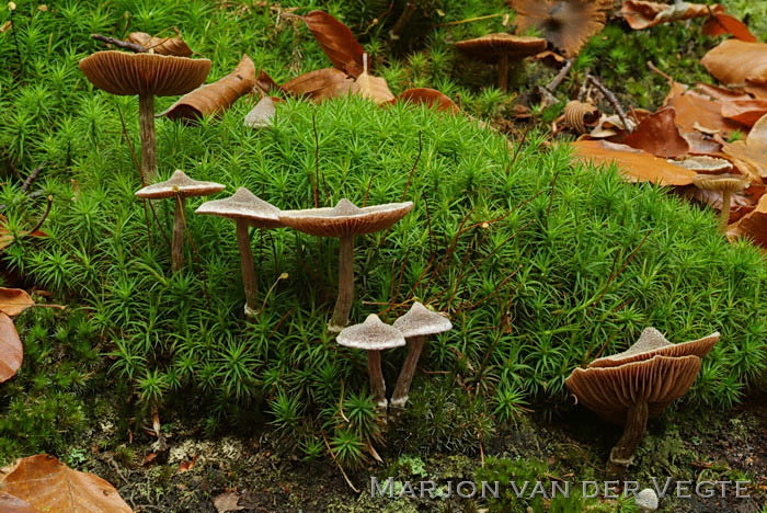 Spitse pelargoniumgordijnzwam - Cortinarius flexipes