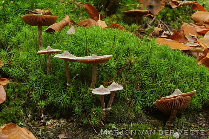 Gewone pelargoniumgordijnzwam - Cortinarius paleaceus