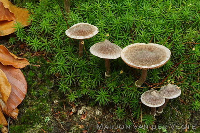Spitse pelargoniumgordijnzwam - Cortinarius flexipes