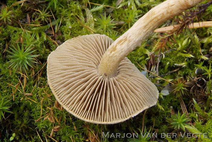 Gewone viltkop - Inocybe dulcamara