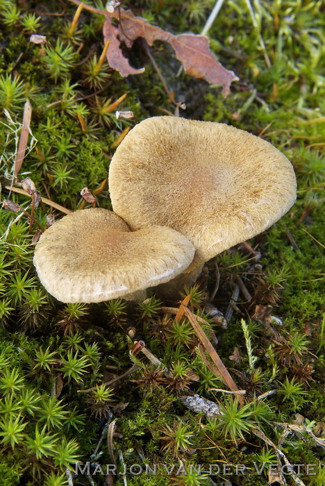 Gewone viltkop - Inocybe dulcamara