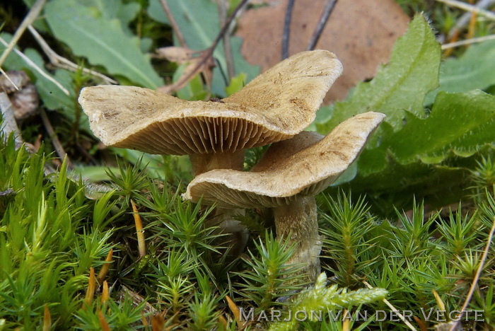 Gewone viltkop - Inocybe dulcamara