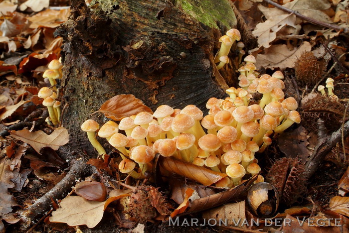 Gewone zwavelkop - Hypholoma fasciculare