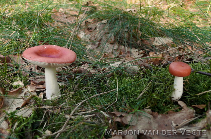 Kleinsporige braakrussula - Russula silvestris