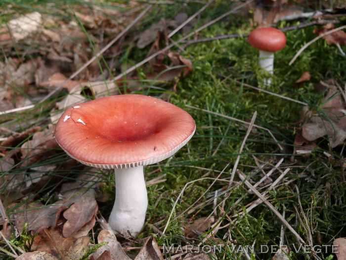 Kleinsporige braakrussula - Russula silvestris