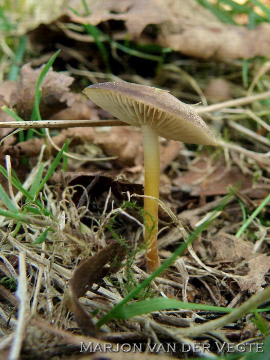 Gewone dennenkegelzwam - Strobilurus stephanocystis