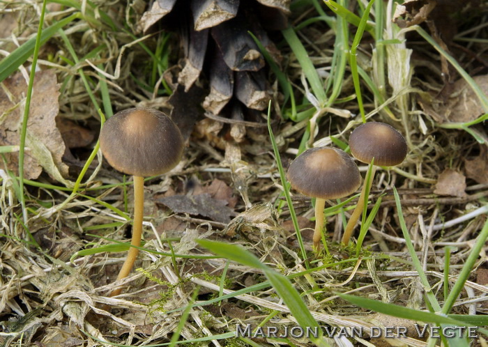 Gewone dennenkegelzwam - Strobilurus stephanocystis