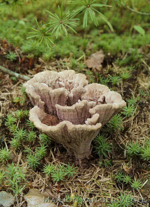 Franjezwam - Thelephora terrestris