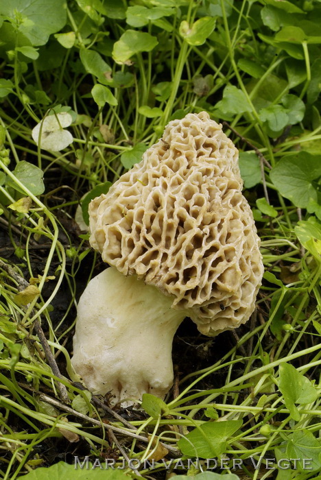 Gewone morielje - Morchella esculenta