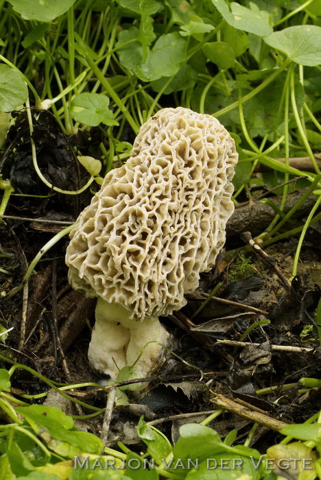 Gewone morielje - Morchella esculenta