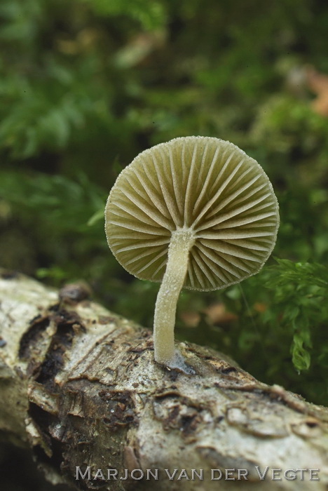 Gewoon matkopje - Simocybe haustellaris var. haustellaris