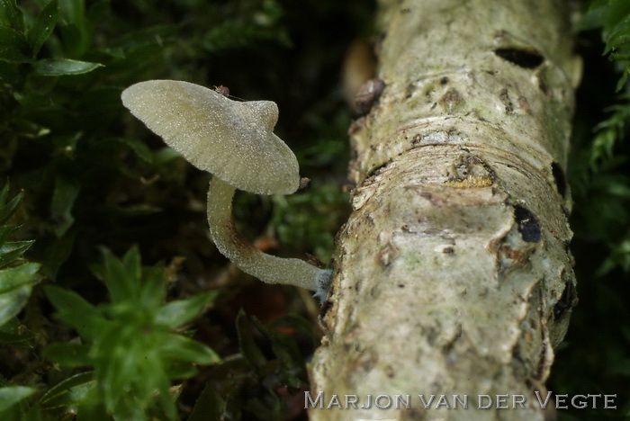 Gewoon matkopje - Simocybe haustellaris var. haustellaris