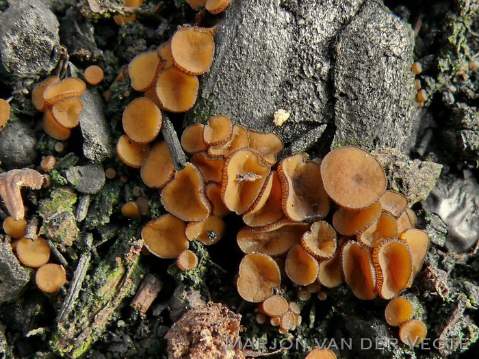 Gewoon houtskoolbekertje - Anthracobia melaloma