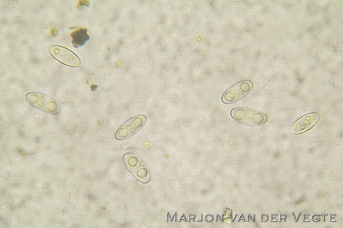 Gewoon houtskoolbekertje - Anthracobia melaloma