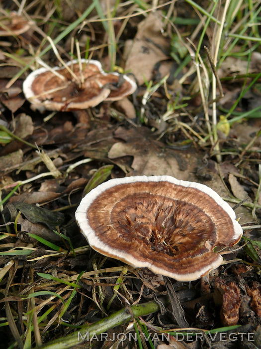 Gezoneerde stekelzwam - Hydnellum concrescens