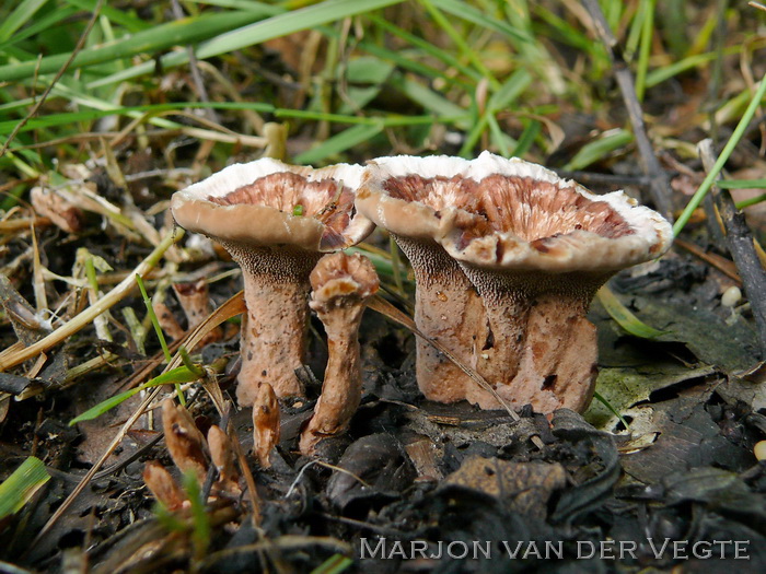 Gezoneerde stekelzwam - Hydnellum concrescens