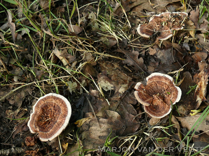 Gezoneerde stekelzwam - Hydnellum concrescens