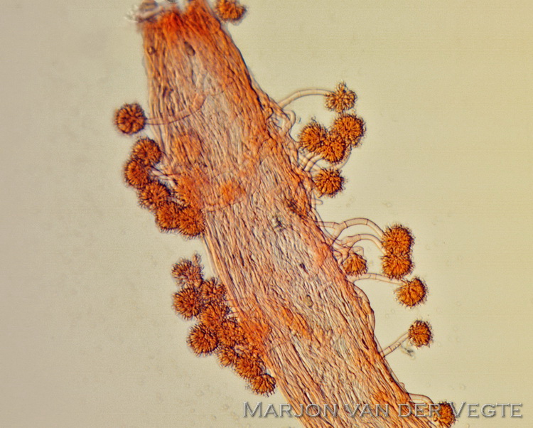 Fraaie spinnendoder - Gibellula pulchra