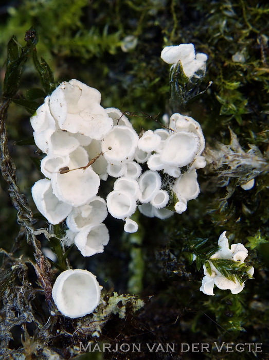 Glad mosoortje - Rimbachia arachnoidea