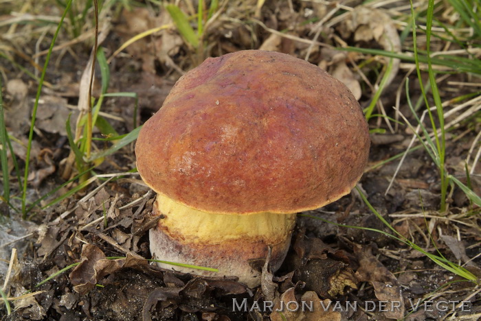 Gladstelige heksenboleet - Suillellus queletii