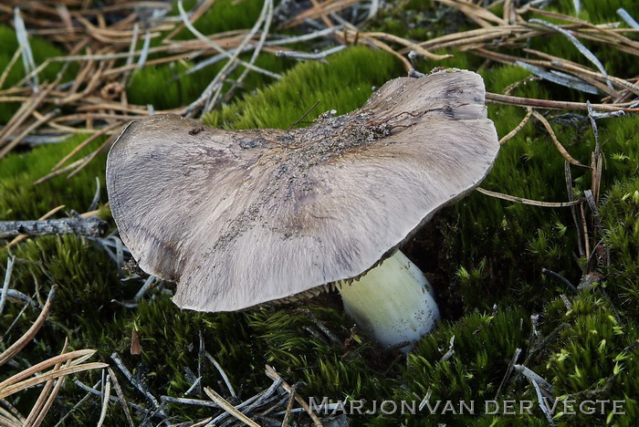 Glanzende ridderzwam - Tricholoma portentosum