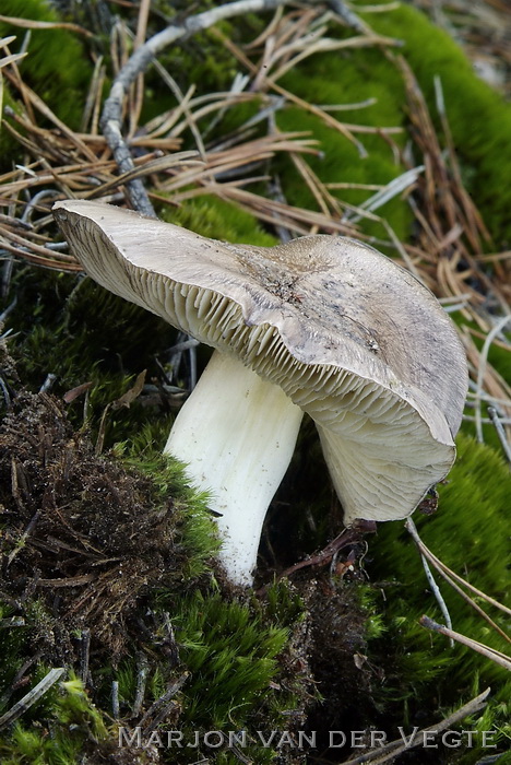 Glanzende ridderzwam - Tricholoma portentosum