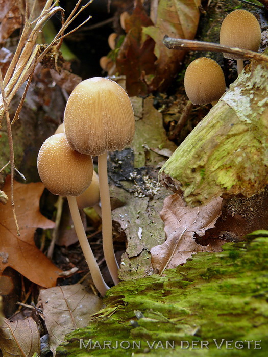 Gewone glimmerinktzwam - Coprinellus micaceus