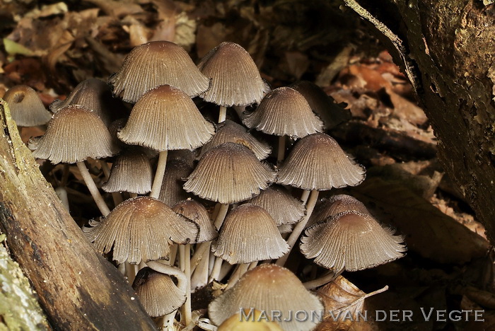 Gewone glimmerinktzwam - Coprinellus micaceus