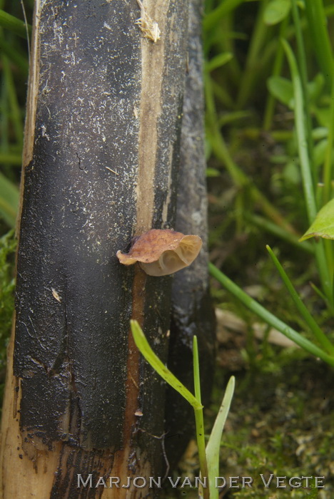 Schelpjestaailing - Gloiocephala menieri