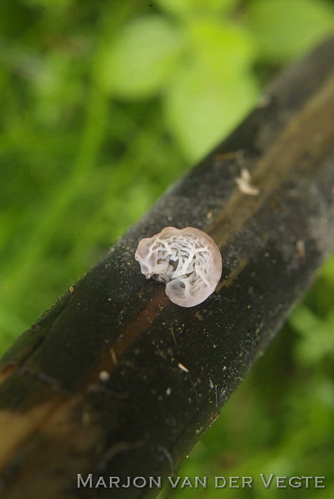 Schelpjestaailing - Gloiocephala menieri