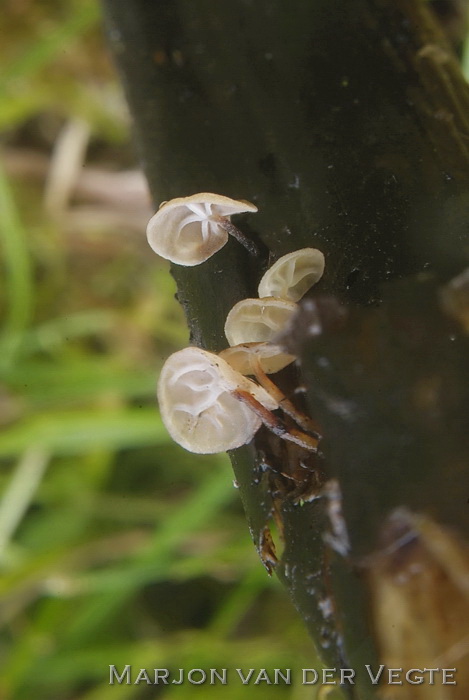 Schelpjestaailing - Gloiocephala menieri