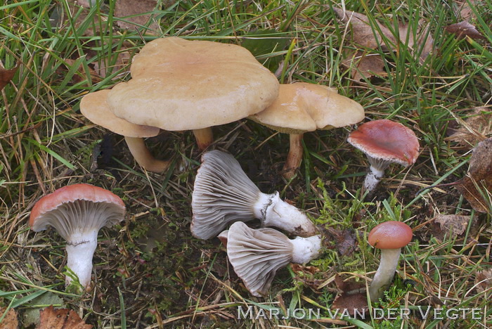 Roze spijkerzwam - Gomphidius roseus