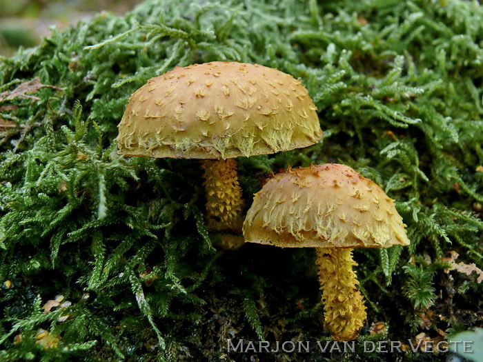 Goudgele bundelzwam - Pholiota flammans