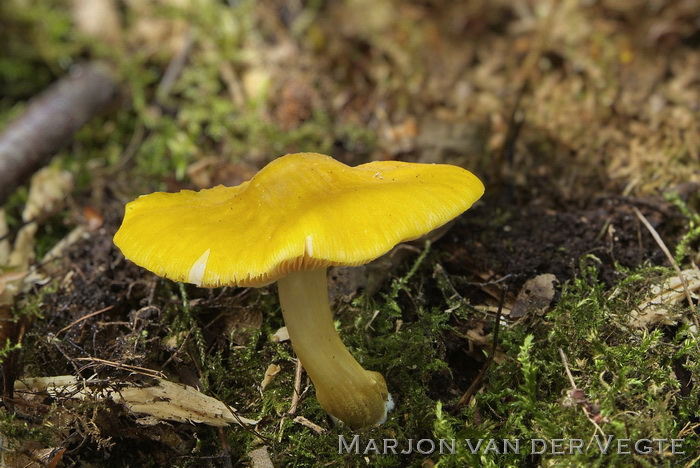 Goudgele hertenzwam - Pluteus leoninus