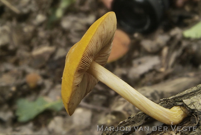 Goudgele hertenzwam - Pluteus leoninus