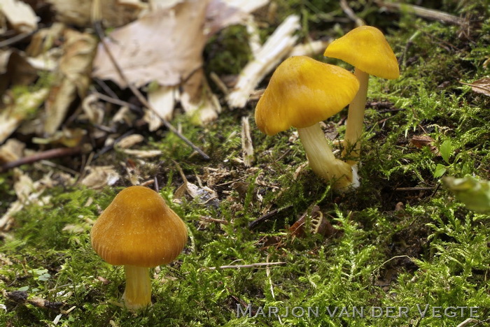 Goudgele hertenzwam - Pluteus leoninus