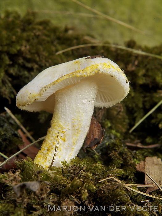 Goudgerande slijmkop - Hygrophorus chrysodon