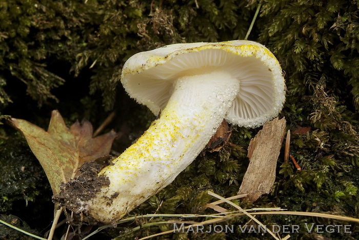 Goudgerande slijmkop - Hygrophorus chrysodon