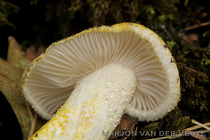 Goudgerande slijmkop - Hygrophorus chrysodon