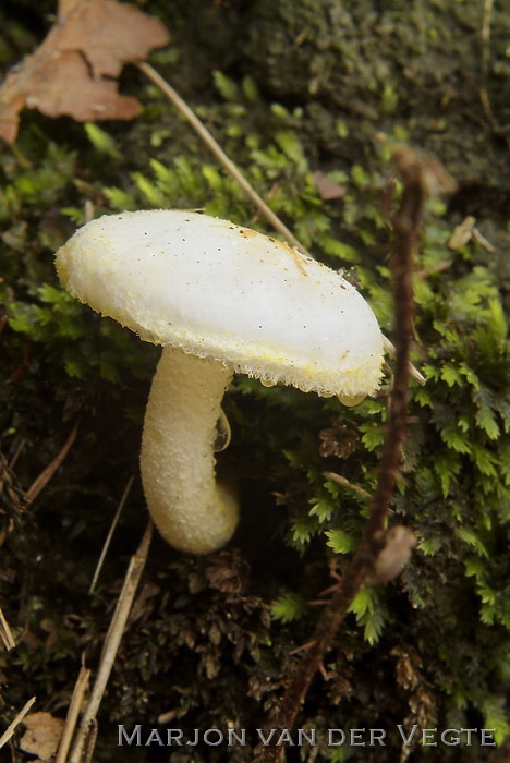 Goudgerande slijmkop - Hygrophorus chrysodon