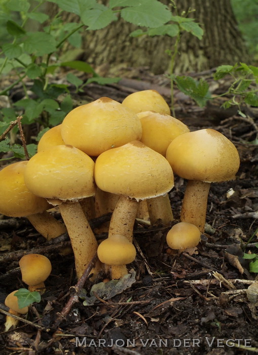 Goudhoed - Phaeolepiota aurea