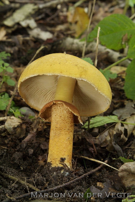 Goudhoed - Phaeolepiota aurea