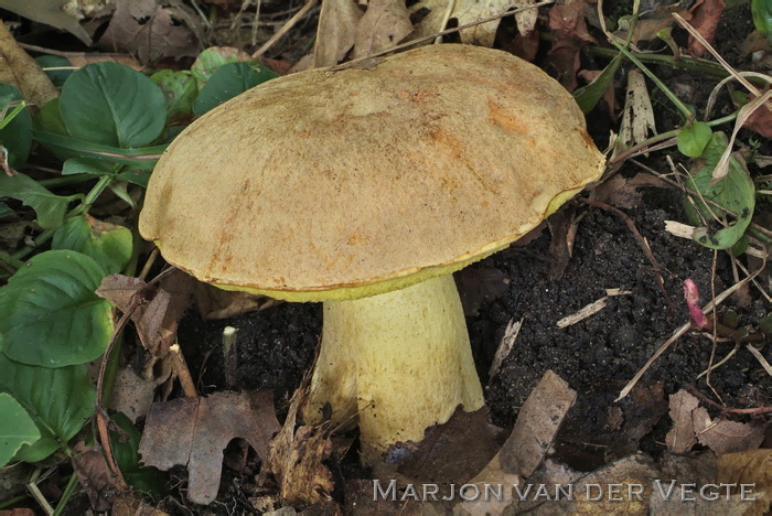 Goudporieboleet - Hemileccinum impolitus